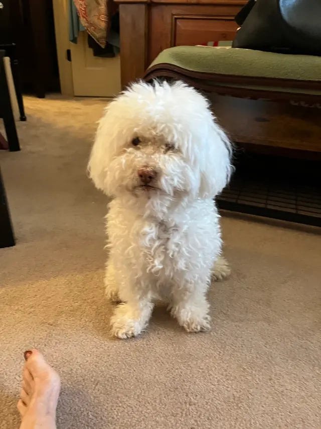Canine Territory — customer photo 6