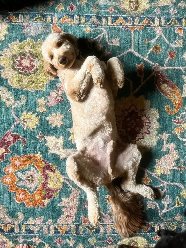 Customer photo of work by Canine Territory, from Annaka Jane's review
