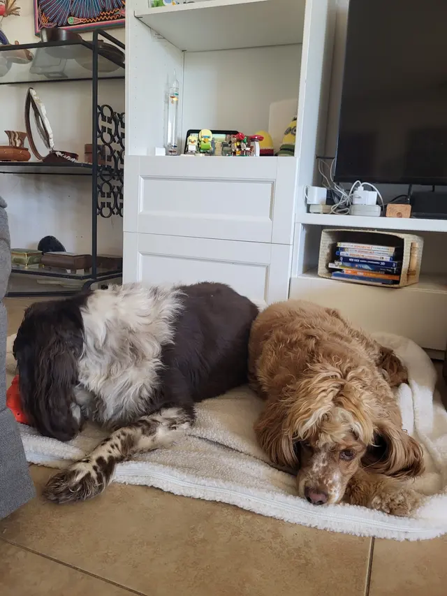 Canine Territory — customer photo 8