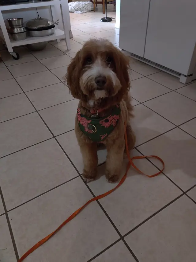 Canine Territory — customer photo 7