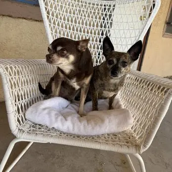 Canine Territory — customer photo 12