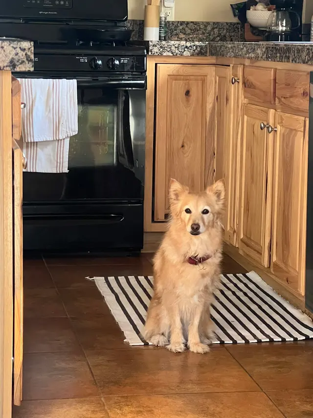 Canine Territory — customer photo 9
