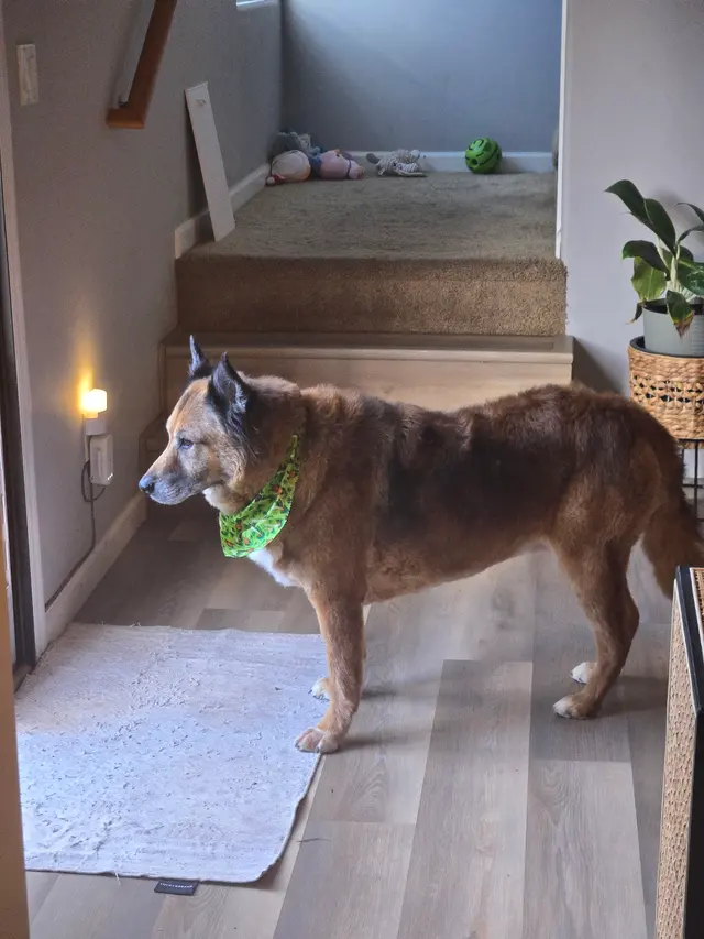 Balboa's Bed & Biscuit — customer photo 7
