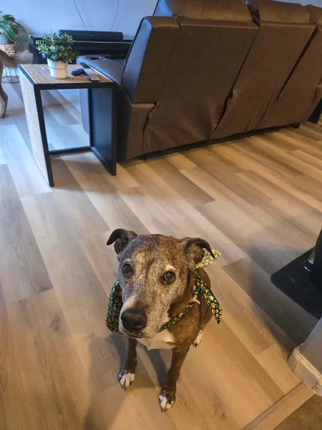 Balboa's Bed & Biscuit — customer photo 9