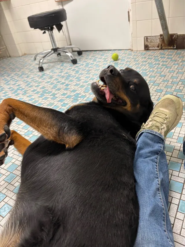 Balboa's Bed & Biscuit — customer photo 10
