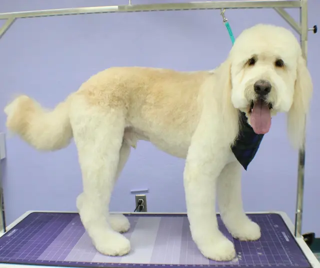 Balboa's Bed & Biscuit — photo from the business 4