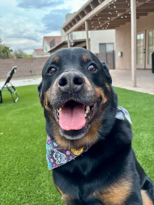 Balboa's Bed & Biscuit — customer photo 2