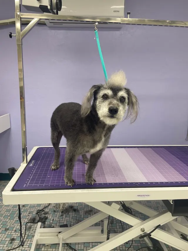 Balboa's Bed & Biscuit — customer photo 1