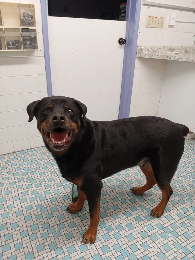 Balboa's Bed & Biscuit — customer photo 11