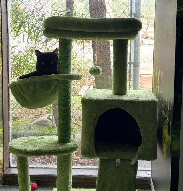 Customer photo of work by Balboa's Bed & Biscuit, from Raegan F's review