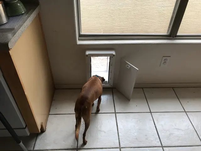 Pet Doors For Less — photo from the business 8