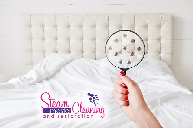Steam Master Cleaning — photo from the business 8