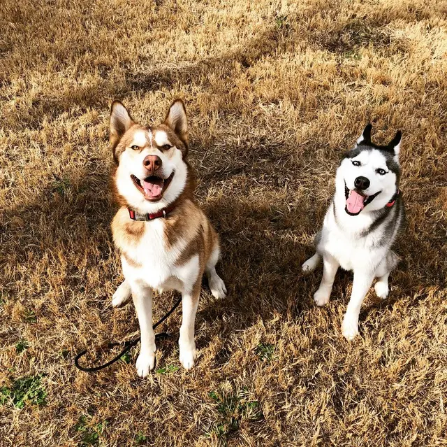 Signature K9 Training Academy — photo from the business 9