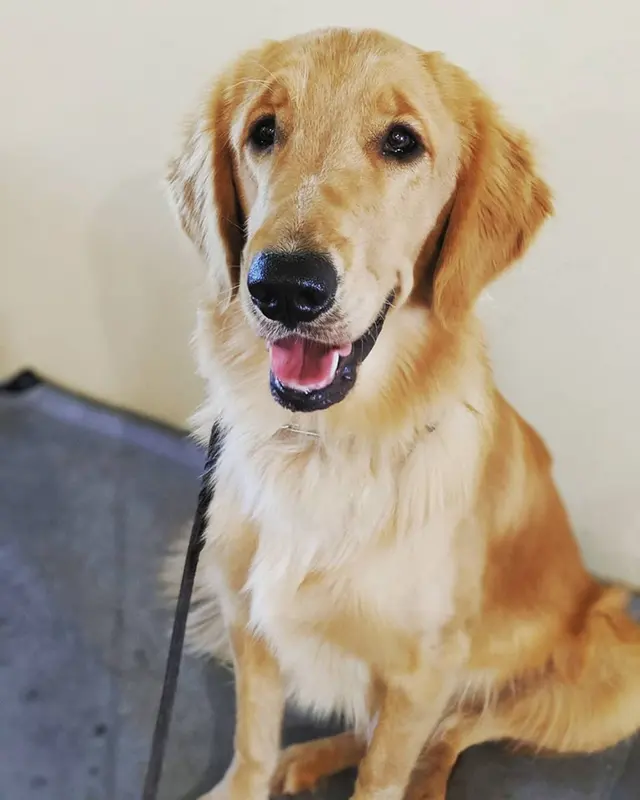 Signature K9 Training Academy — photo from the business 6