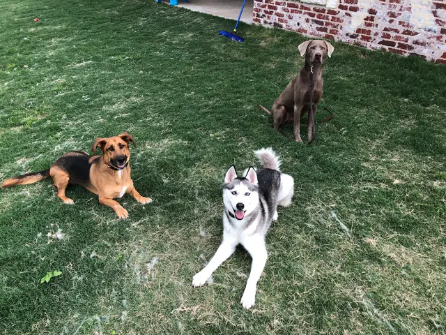 Signature K9 Training Academy — photo from the business 3