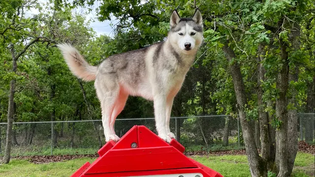 Signature K9 Training Academy — photo from the business 1