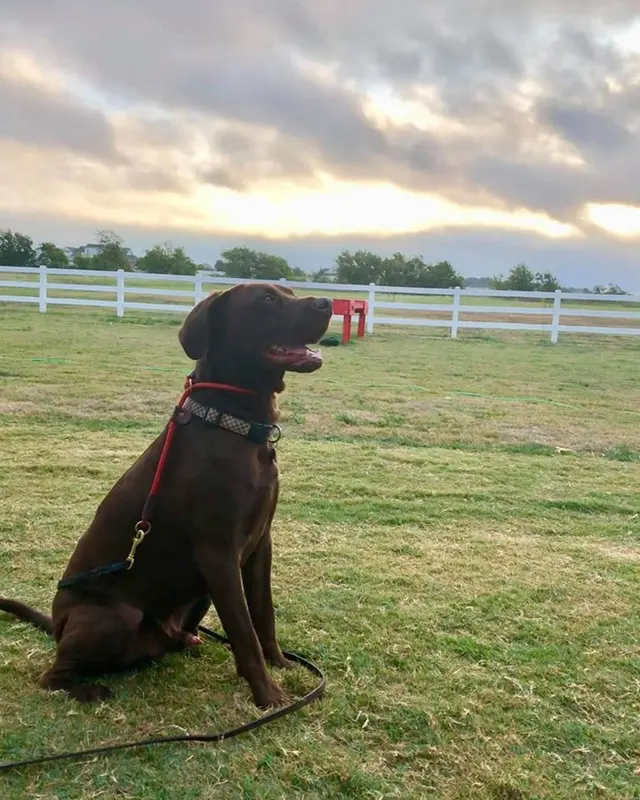 Signature K9 Training Academy — photo from the business 12