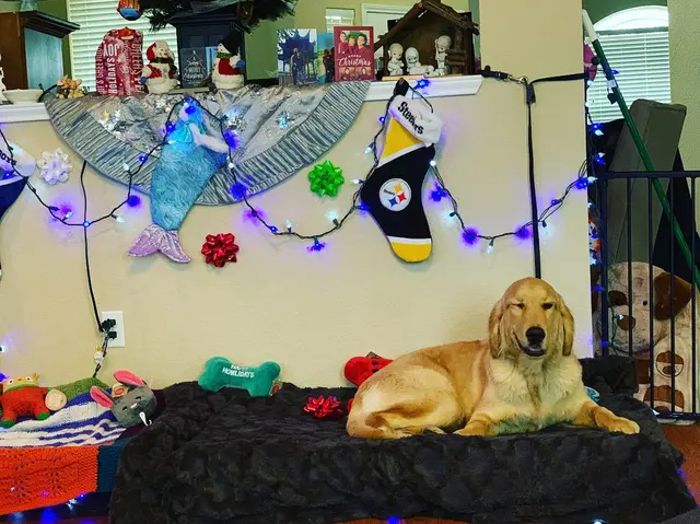 Signature K9 Training Academy — photo from the business 8