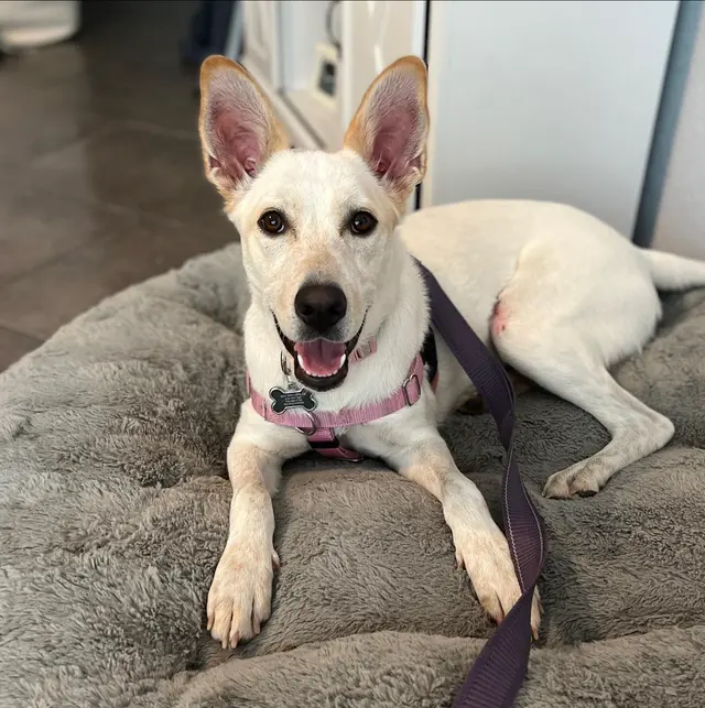 Every Dog Behavior and Training (North) — photo from the business 7