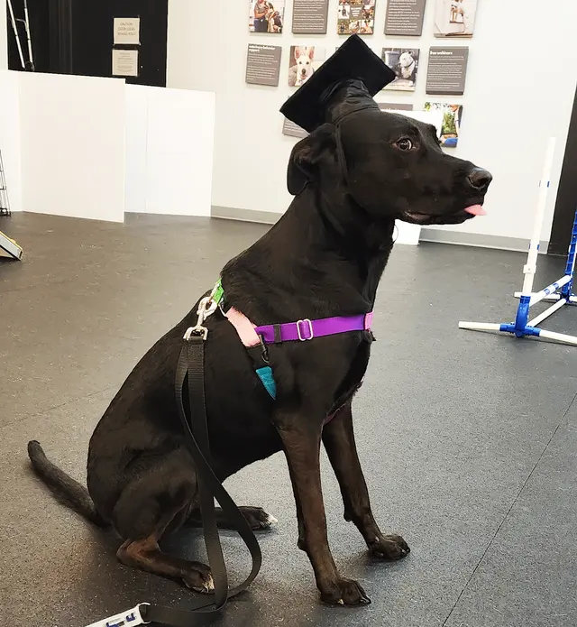 Every Dog Behavior and Training (North) — photo from the business 2