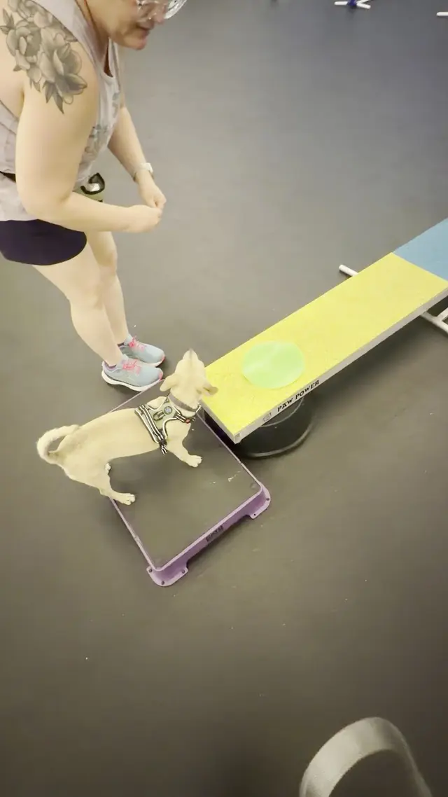 Customer photo of work by Every Dog Behavior and Training (North), from Katy Dunn's review