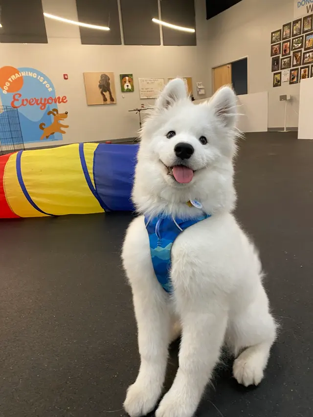 Every Dog Behavior and Training (North) — photo from the business 4