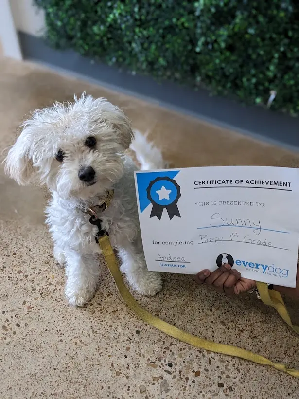 Every Dog Behavior and Training (North) — customer photo 11