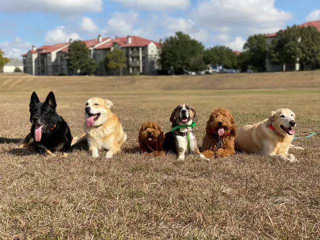 Lucky Star Dog Training — photo from the business 7