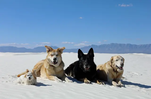 Lucky Star Dog Training — photo from the business 2