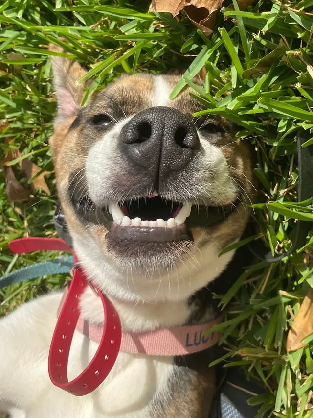 Lucky Star Dog Training — photo from the business 3