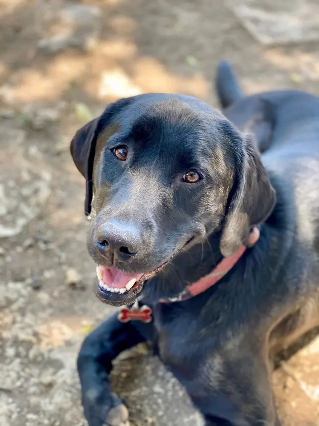 Lucky Star Dog Training — photo from the business 5