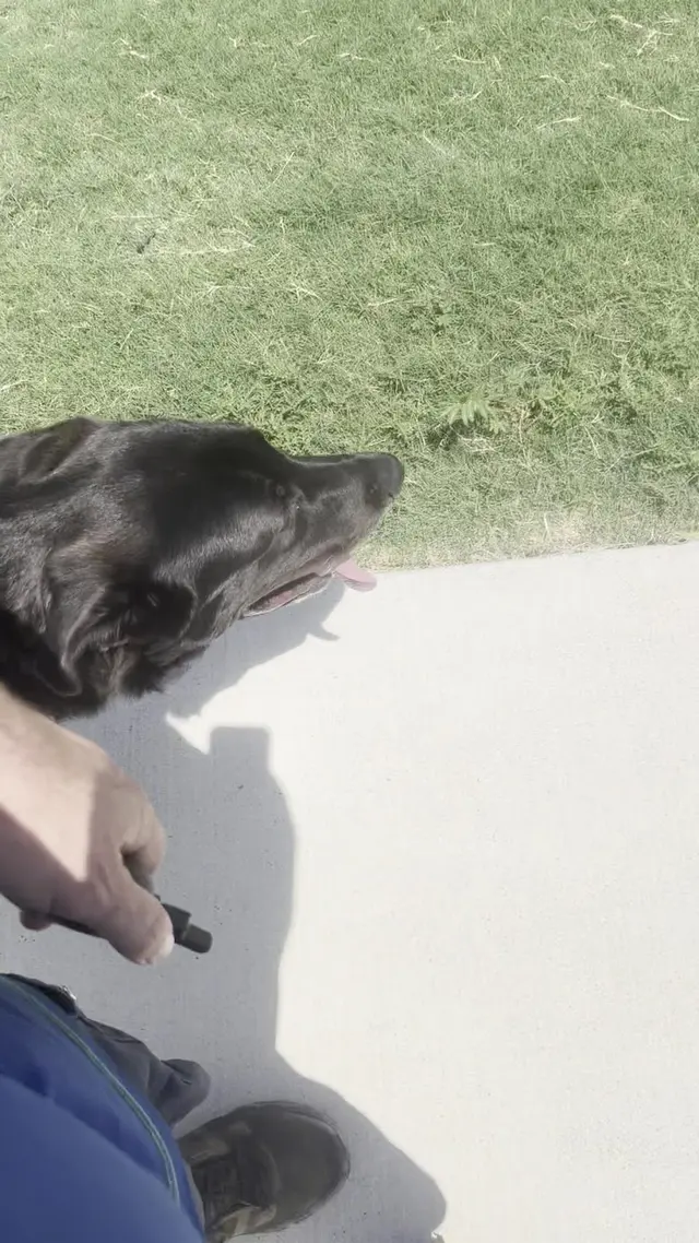 Customer photo of work by Lucky Star Dog Training, from kyle parchman's review