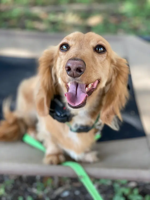 Lucky Star Dog Training — photo from the business 11