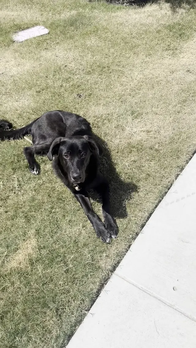 Customer photo of work by Lucky Star Dog Training, from kyle parchman's review