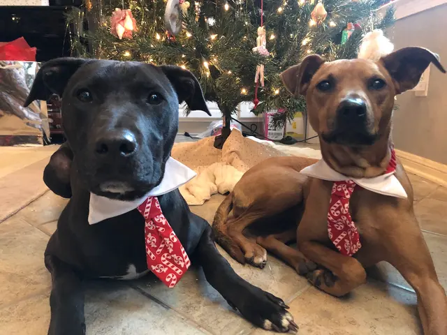 Lucky Star Dog Training — photo from the business 9