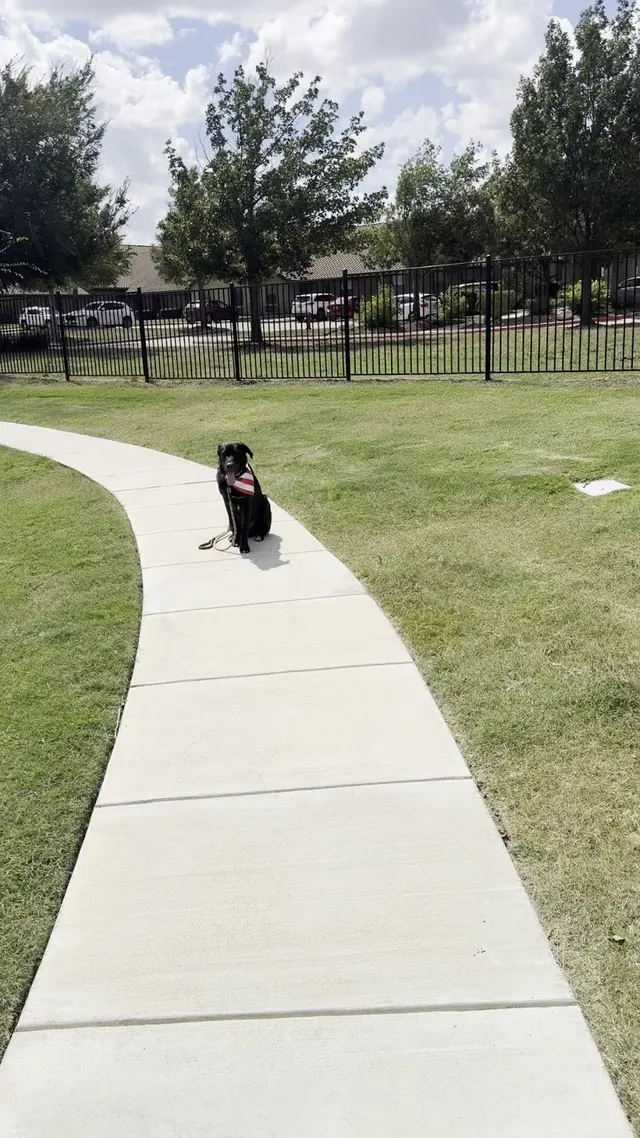 Customer photo of work by Lucky Star Dog Training, from kyle parchman's review