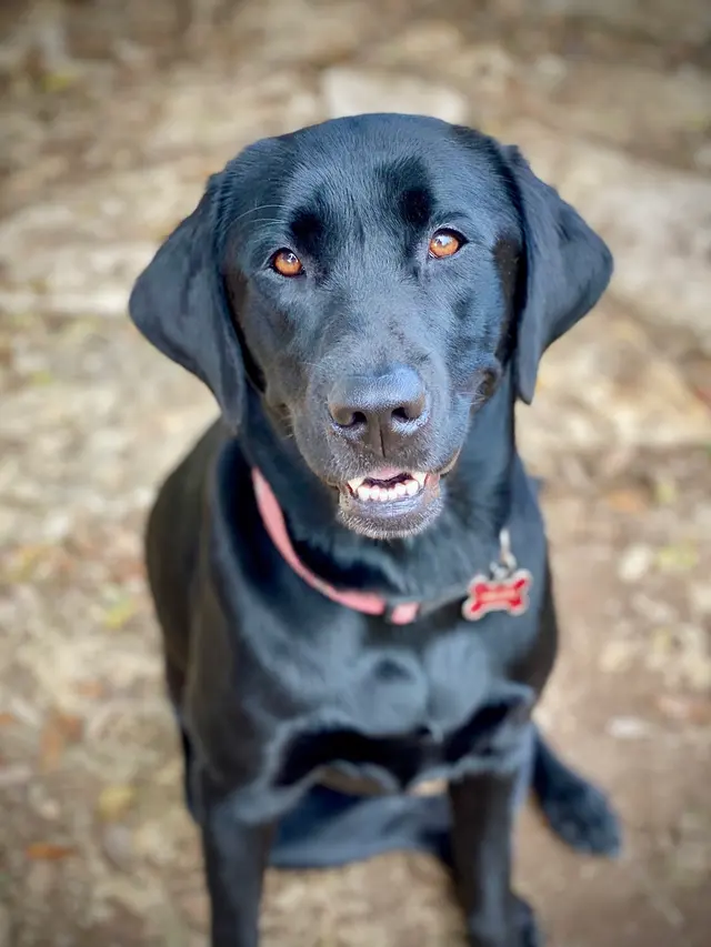 Lucky Star Dog Training — photo from the business 10