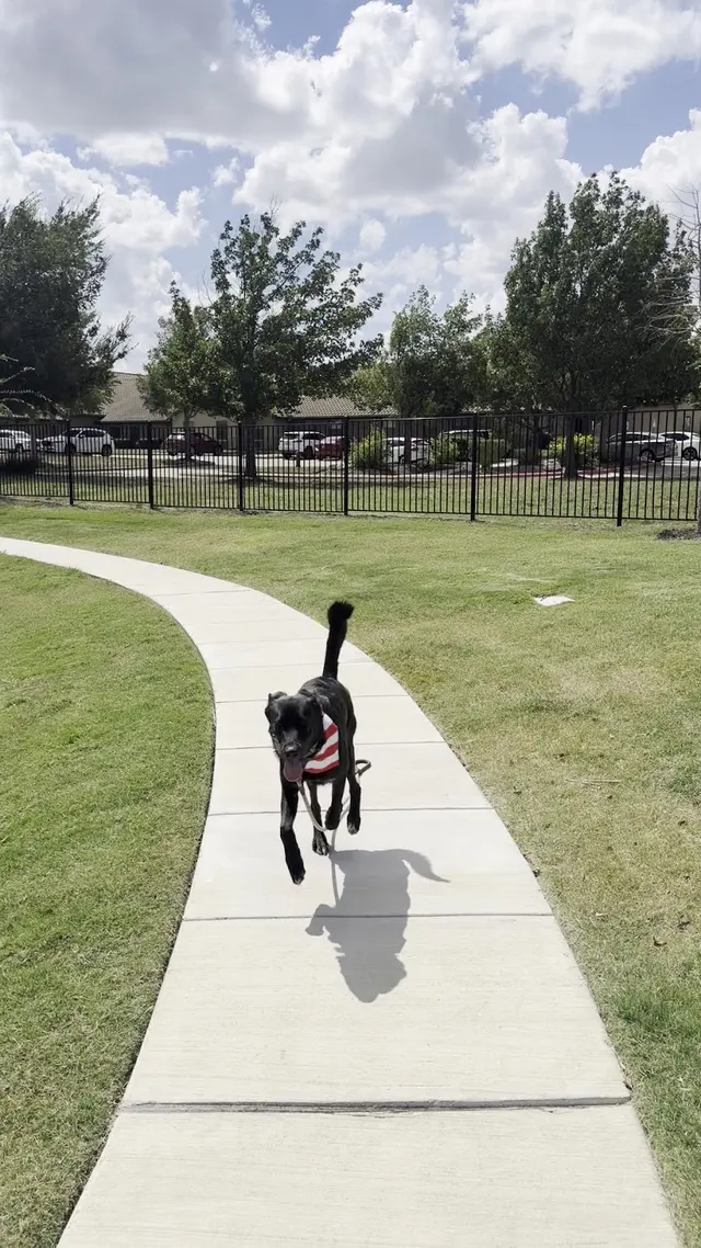 Customer photo of work by Lucky Star Dog Training, from kyle parchman's review