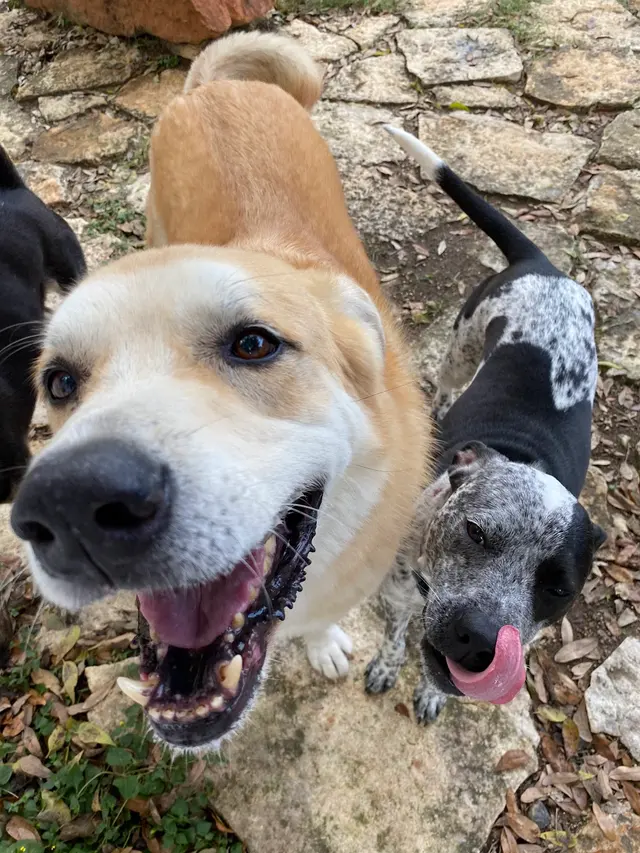 Lucky Star Dog Training — photo from the business 6