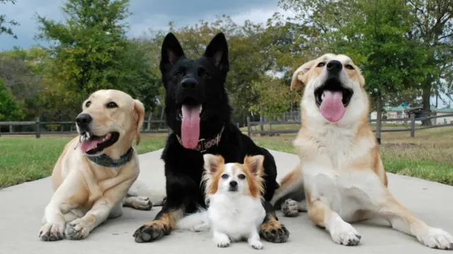Lucky Star Dog Training — photo from the business 1