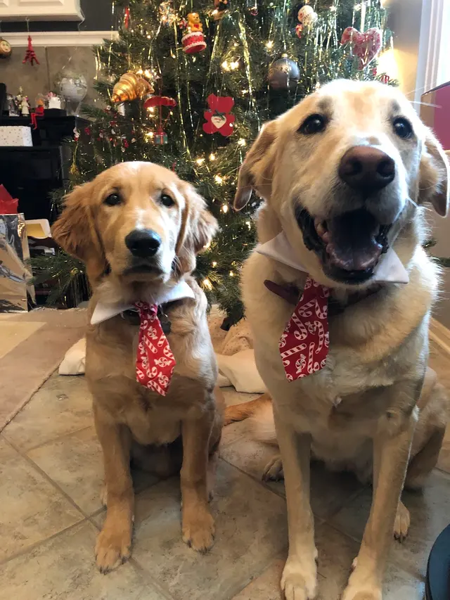 Lucky Star Dog Training — photo from the business 4