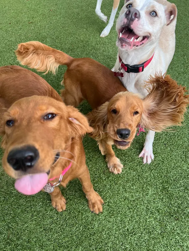 Lucky Star Dog Training — photo from the business 12