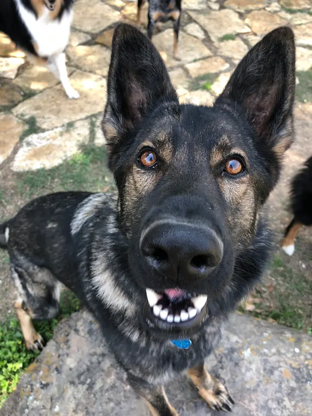 Lucky Star Dog Training — photo from the business 8