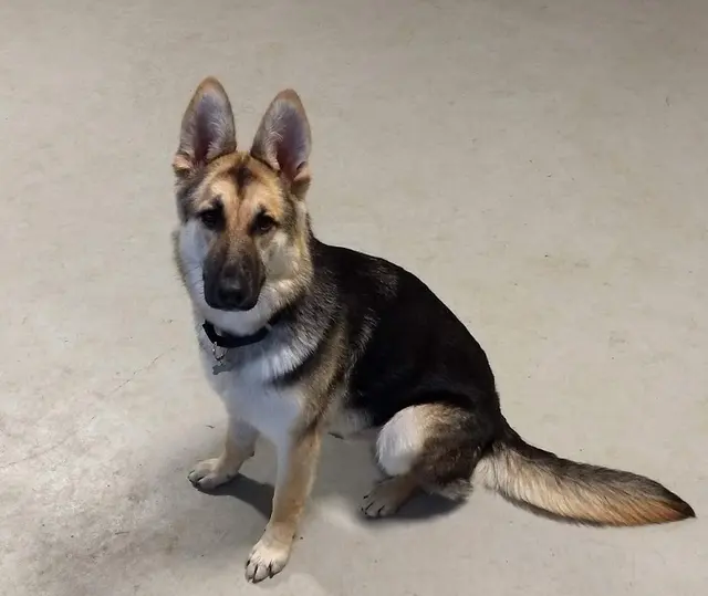 K9 Kenny — photo from the business 11