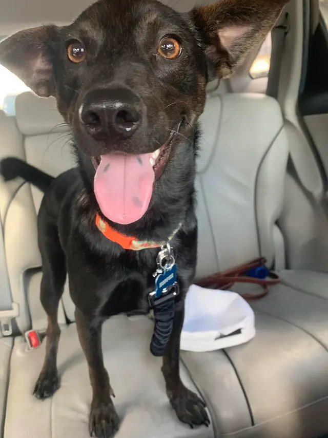 K9 Kenny — customer photo 10