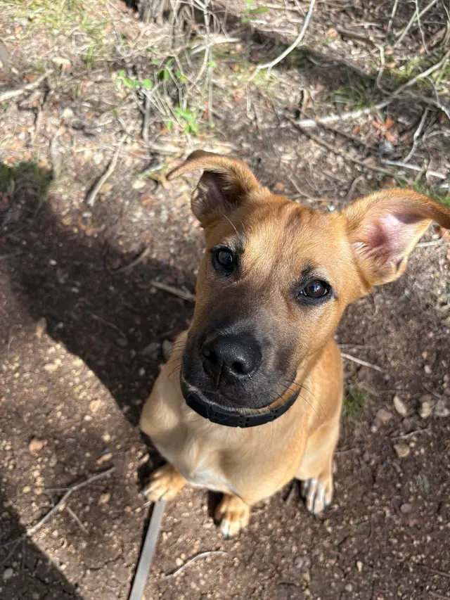 K9 Kenny — customer photo 2