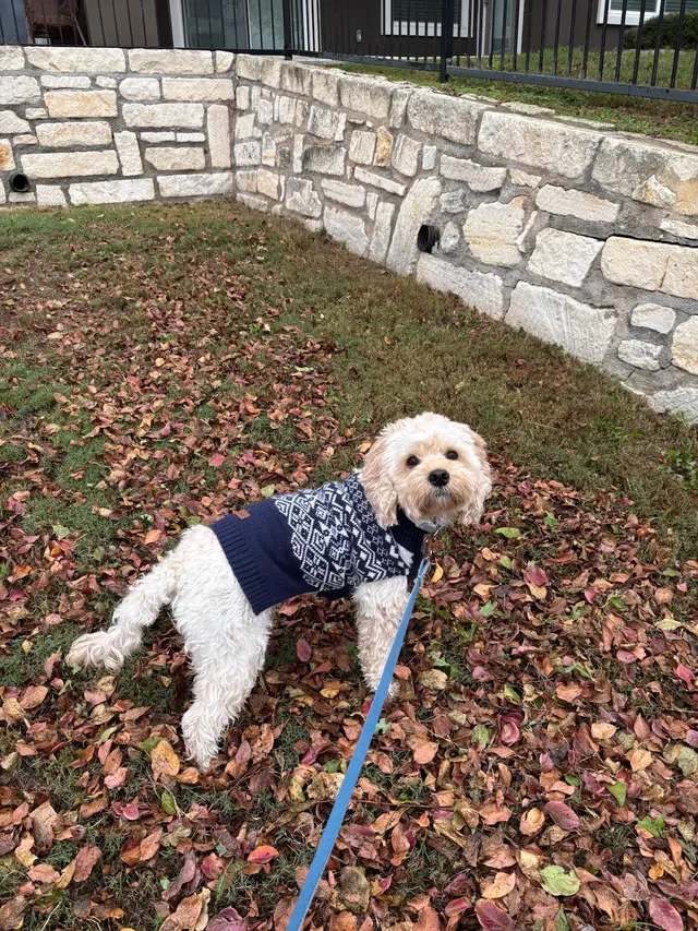 Customer photo of work by K9 Kenny, from Monica Lofgren's review
