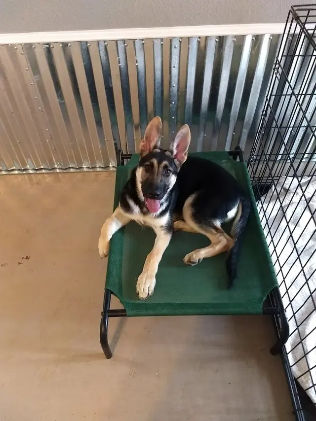 K9 Kenny — photo from the business 8