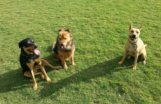 K9 Kenny — photo from the business 6