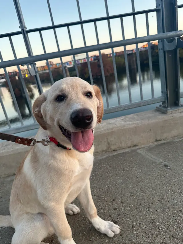 K9 Kenny — customer photo 3